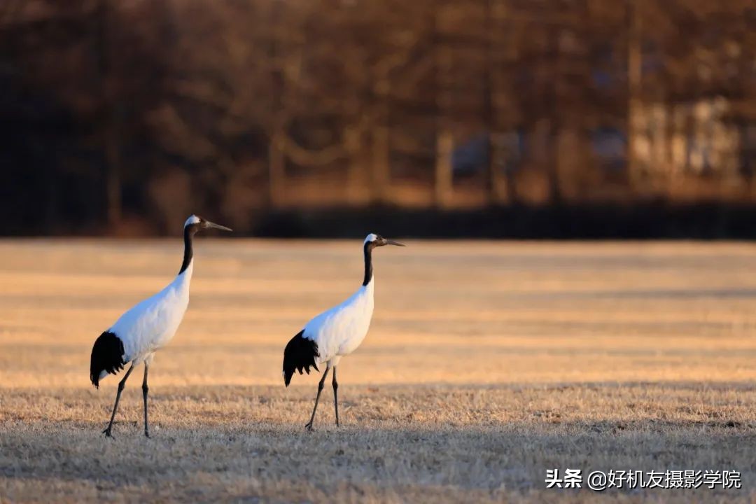 佳能、索尼、腾龙、适马最近发布的这9支镜头，有你喜欢的吗？