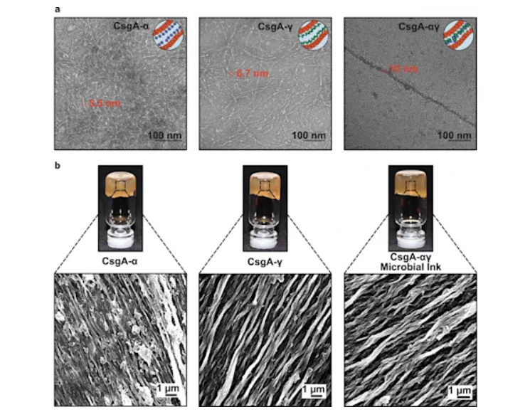 科学家制造出 3D 打印“活体墨水”，有望用于自我再生材料