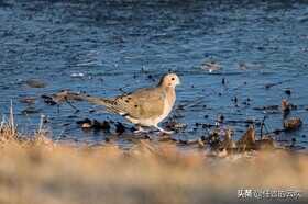 奥林巴斯OM-1相机测评：AF超过了松下GH6