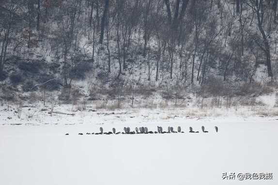 佳能7D2或断更，吓得我赶紧拿出大白兔趁着下雪找鸟去