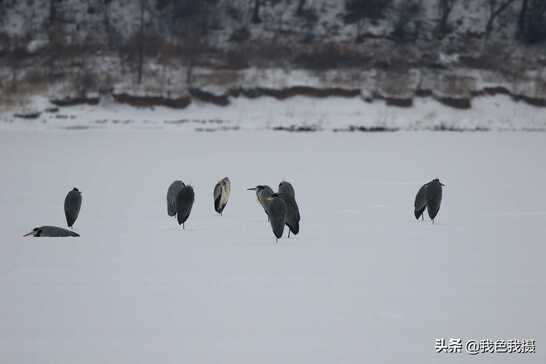 佳能7D2或断更，吓得我赶紧拿出大白兔趁着下雪找鸟去