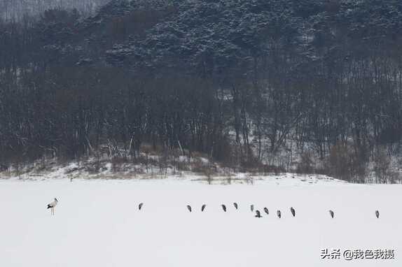 佳能7D2或断更，吓得我赶紧拿出大白兔趁着下雪找鸟去