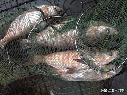 老师傅教的抛竿钓鲢鳙,钓组装备原来如此重要