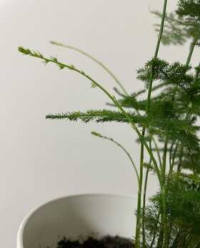 养好文竹，有4个方法，株型挺拔郁郁葱葱，长得很快