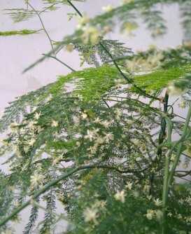 养好文竹，有4个方法，株型挺拔郁郁葱葱，长得很快