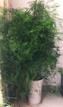 养好文竹，有4个方法，株型挺拔郁郁葱葱，长得很快