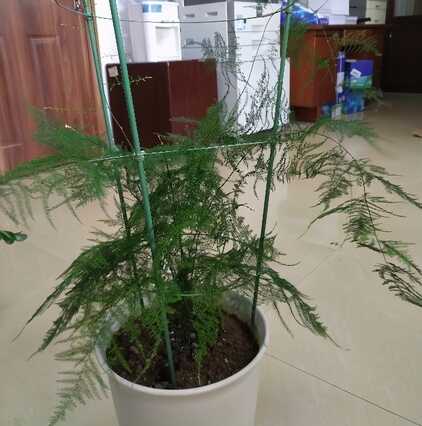 养好文竹，有4个方法，株型挺拔郁郁葱葱，长得很快