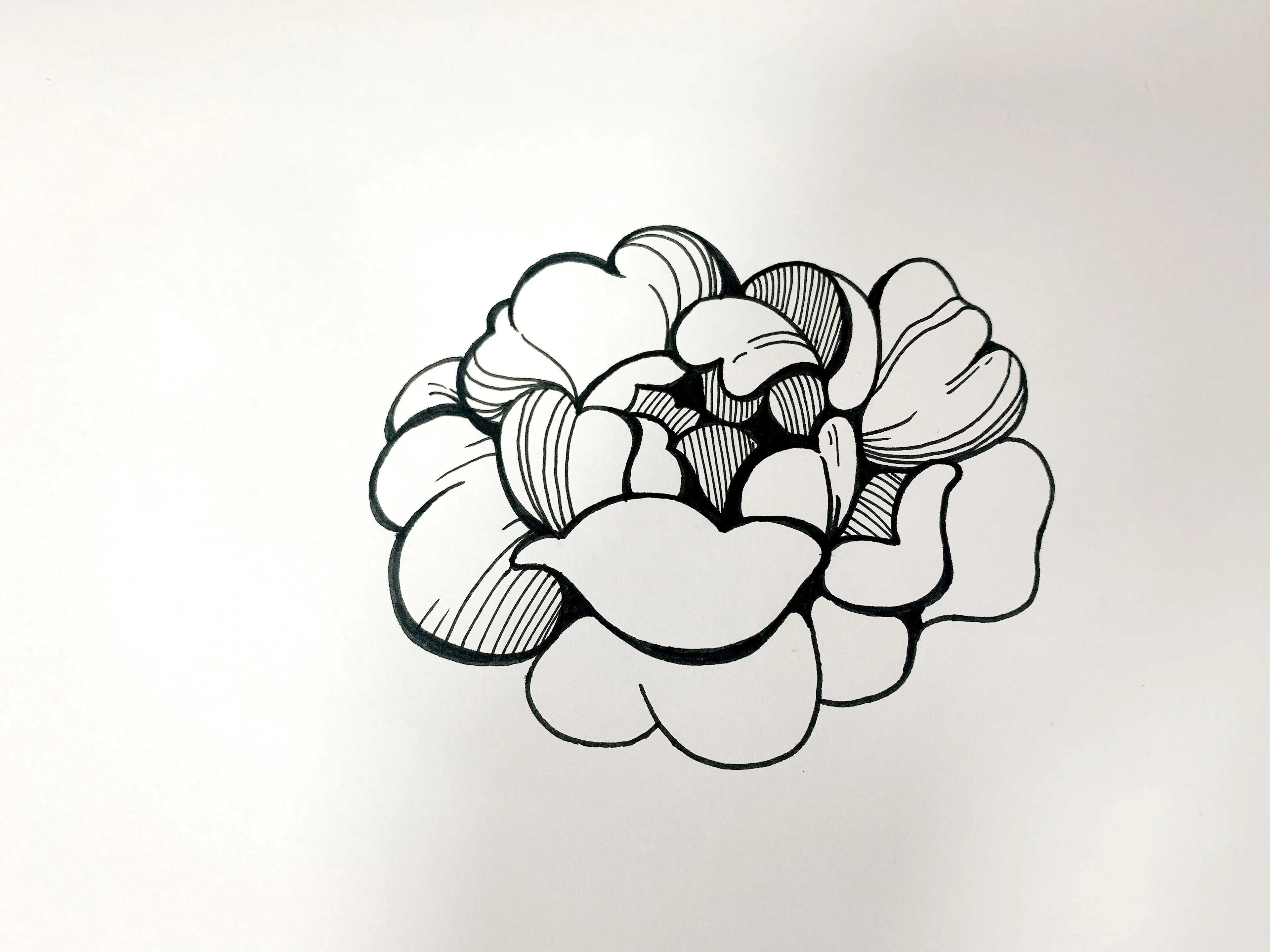 针管笔手绘玫瑰花，6步详细教学，你不来看看？