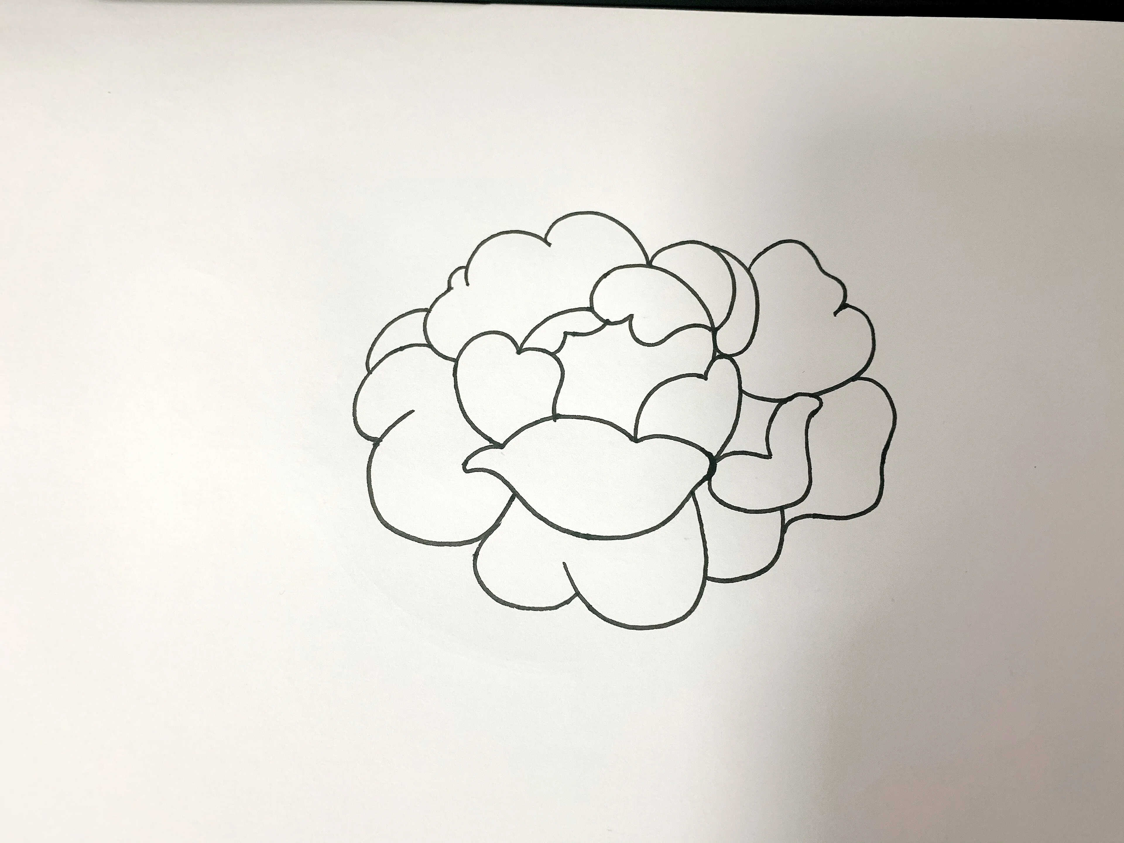 针管笔手绘玫瑰花，6步详细教学，你不来看看？