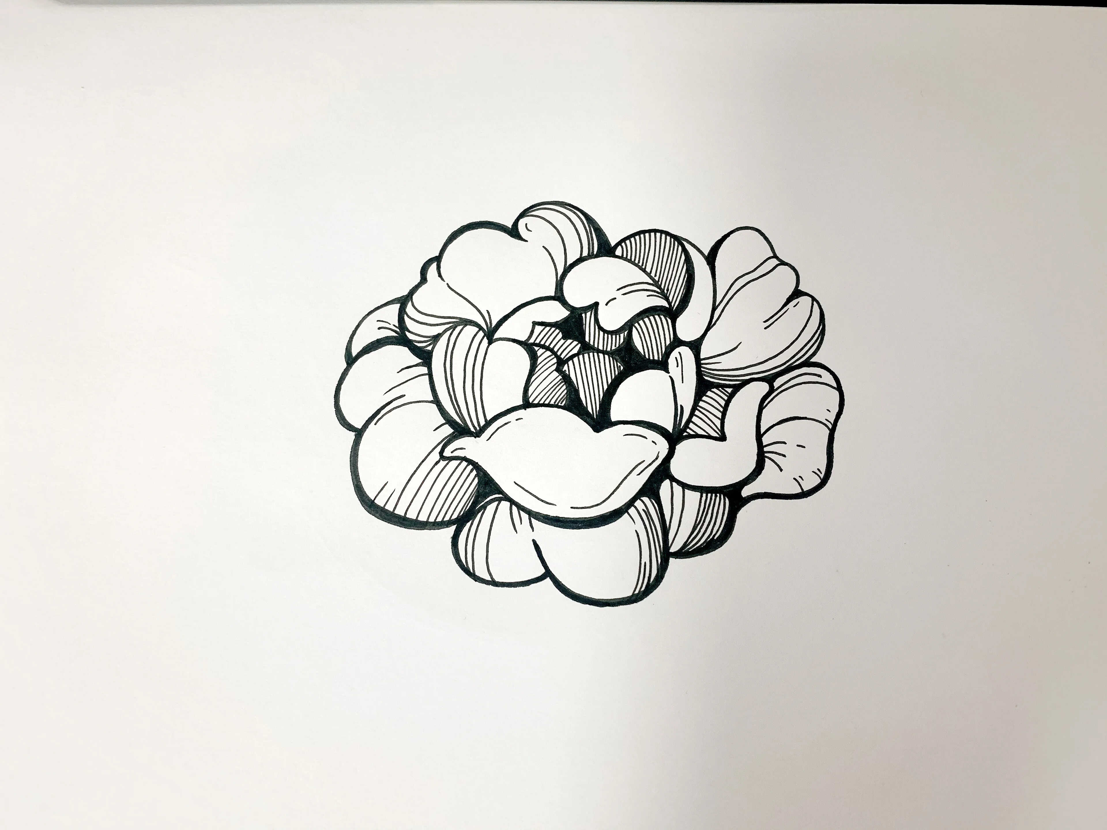针管笔手绘玫瑰花，6步详细教学，你不来看看？