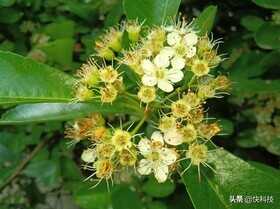 鼎桥TD Tech M40评测：无短板的全能选手 智慧体验加分