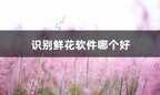 智能识物哪个软件好用（拍照识别植物的APP推荐）